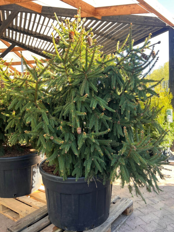 Harilik kuusk 'Acrocona' P81 125-150cm XXL