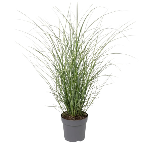 Hiina siidpööris 'Gracillimus' P23