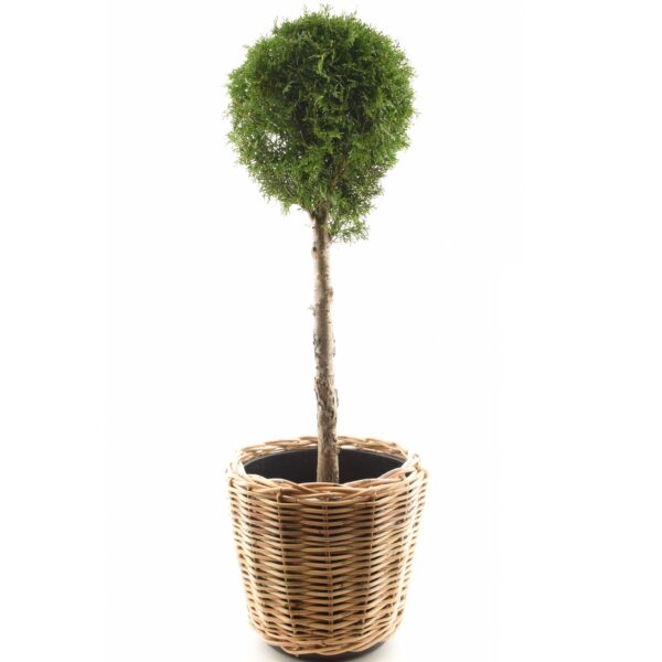Harilik elupuu 'Smaragd' P26 70cm tüvel