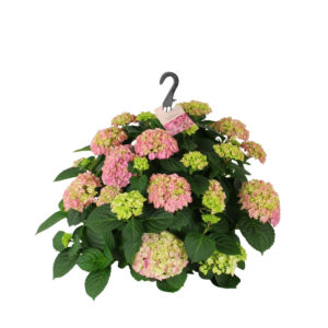 Suurelehine hortensia P27 amplis erinevad värvid