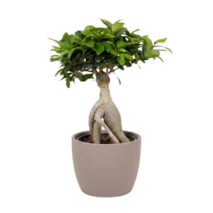 Väikeseviljaline viigipuu Ginseng P17