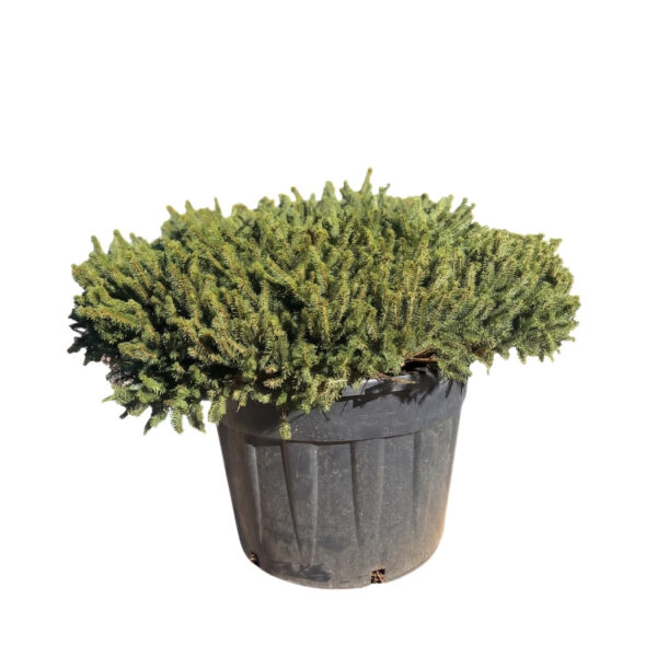 Harilik kuusk 'Pumila Glauca' P65 40cm  XXL
