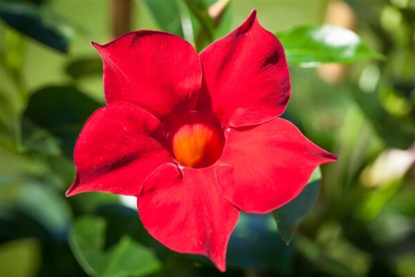 Mandvill 'Sundaville Red' P17