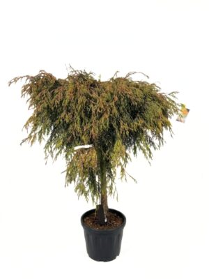 Hiigel-elupuu ‘Kagers Beauty’ P40 100cm tüvel
