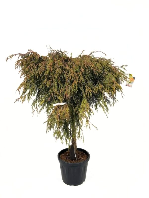 Hiigel-elupuu 'Kagers Beauty' P40 100cm tüvel