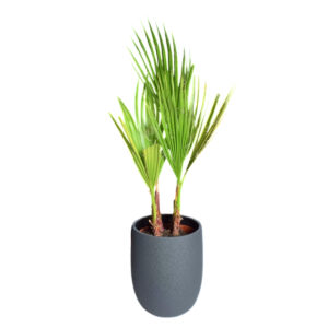 Kiuline vašingtooniapalm P14 30cm