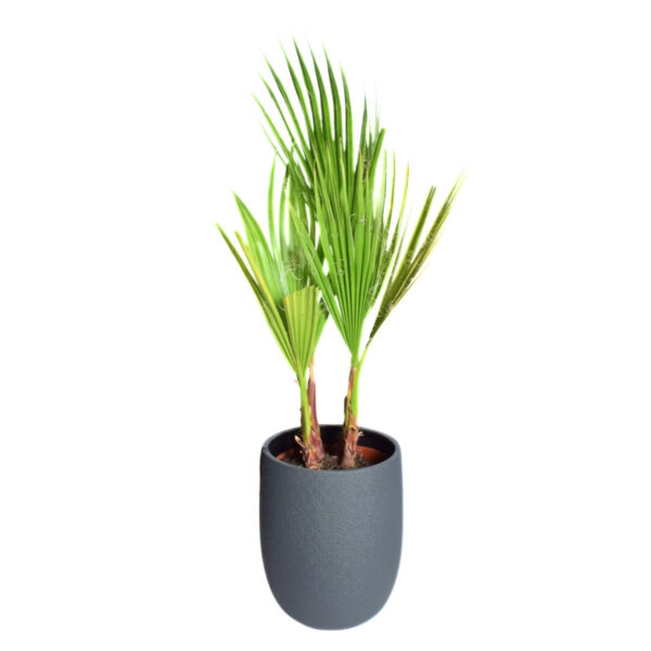 Kiuline vašingtooniapalm P14 30cm