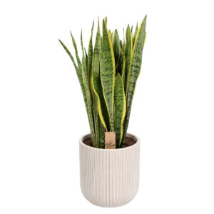 Kolmevöödiline havisaba ‘Laurentii’ P30 70cm