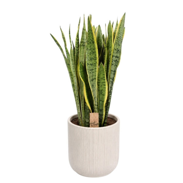 Kolmevöödiline havisaba 'Laurentii' P30 70cm