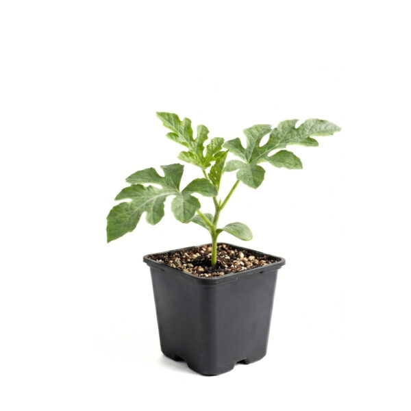 Arbuus 'Sugar Delicata' P9 Eestis kasvatatud