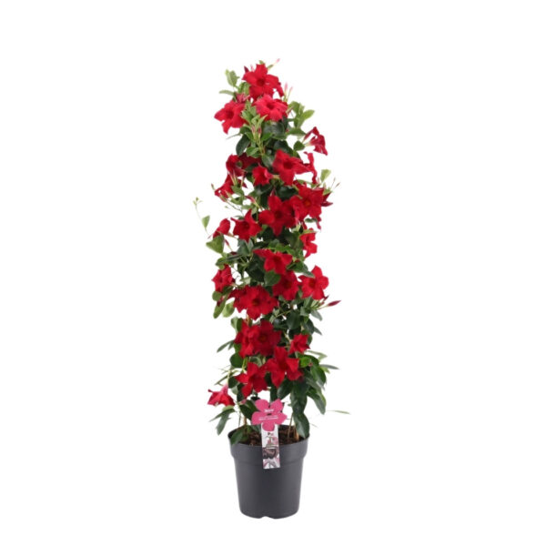 Mandvill 'Summer Star Red' P24 100cm püramiid