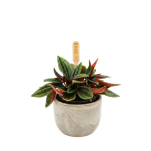 Keerdlehine peperoomia ‘Rosso’ P5,5