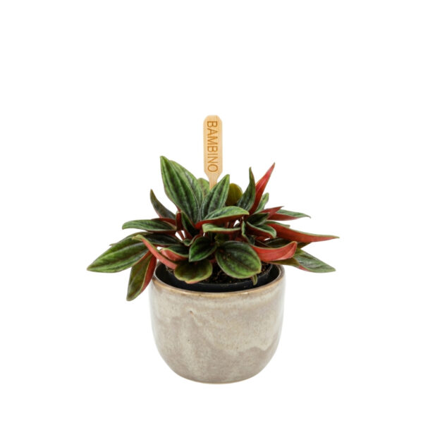 Keerdlehine peperoomia 'Rosso' P5,5