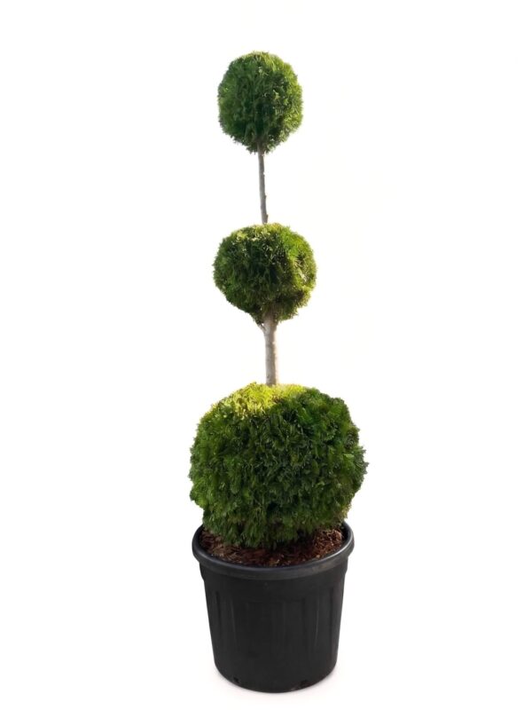 Harilik elupuu 'Smaragd' P65 150-170cm trioball