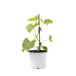 Melon ‘Mangomel’ P12