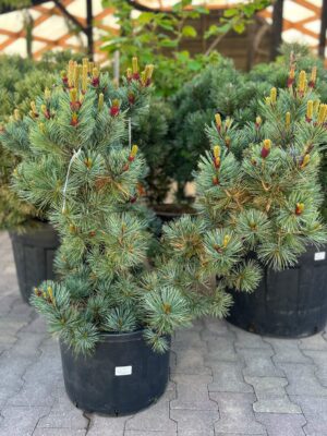 Kääbus-seedermänd ‘Glauca’ P48 80-100cm