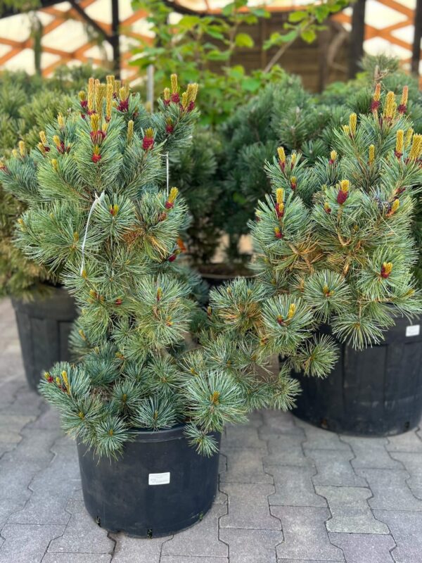 Kääbus-seedermänd 'Glauca' P48 80-100cm