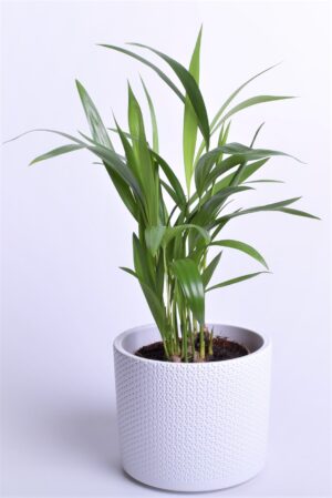 Kollakas pisipalm (kuldviljakpalm) P9