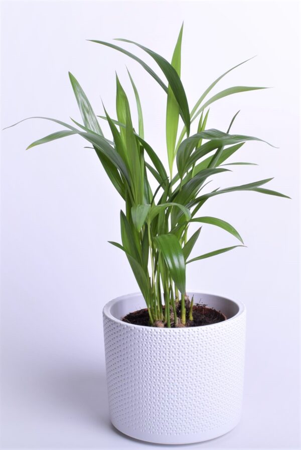 Kollakas pisipalm (kuldviljakpalm) P9