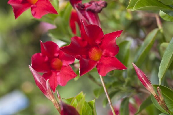 Mandvill 'Sundaville Red' P17