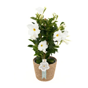 Mandvill ‘Summerstar White’ P17 40cm püramiid