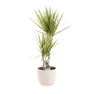 Ääris-draakonipuu ‘Sunray’ P17 50cm 2 tüve