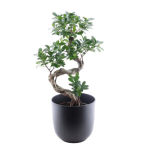 Väikeseviljaline viigipuu Ginseng P24 60cm bonsai