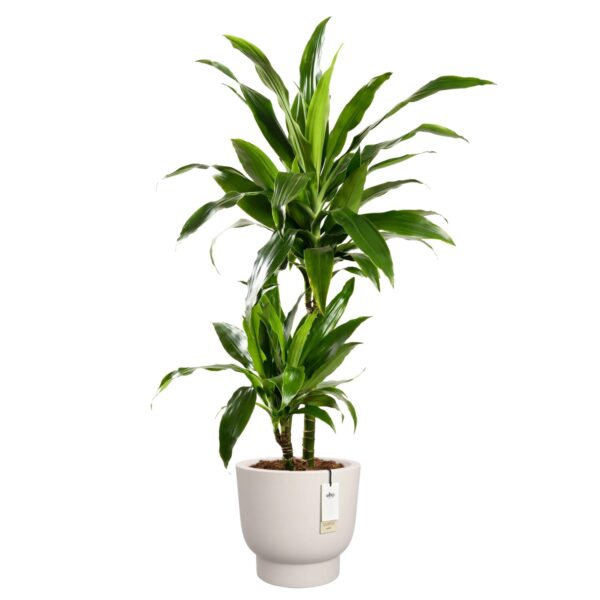 Lillepott Amber Grail Ø30x h28cm valge