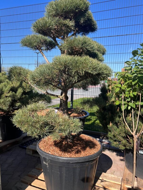 Harilik mänd P80 125-150cm bonsai