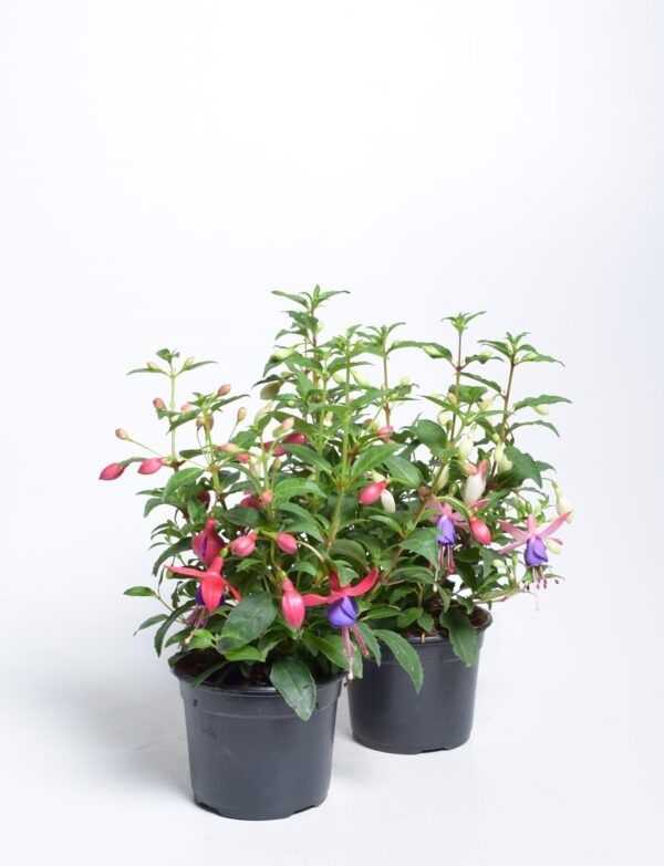 Fuksia P12 Eestis kasvatatud