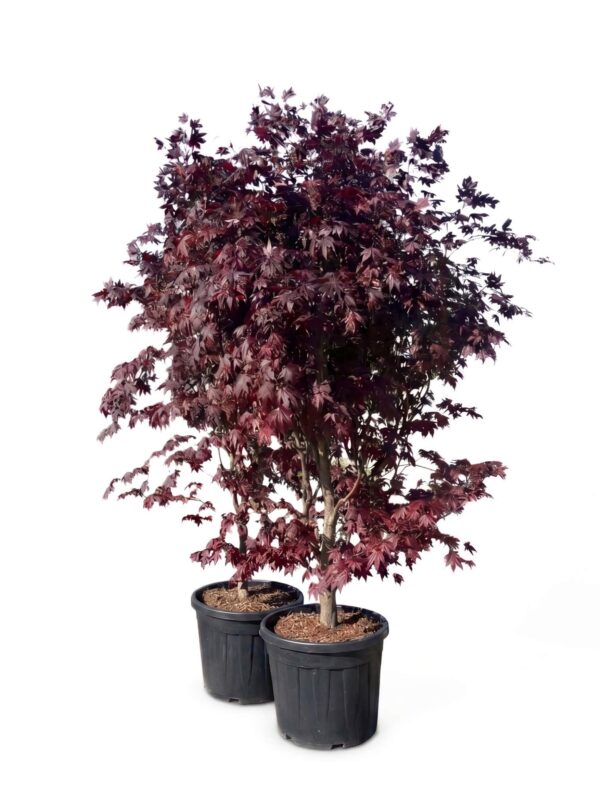 Kämmalvaher 'Bloodgood' P55 175-200cm XXL