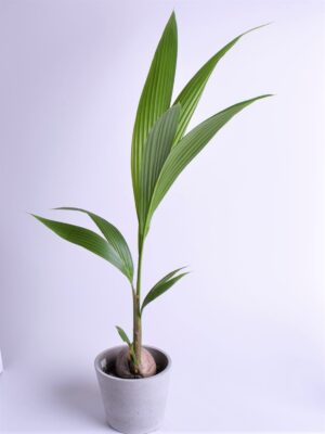 Kookospalm ‘Golden Malay’ P19