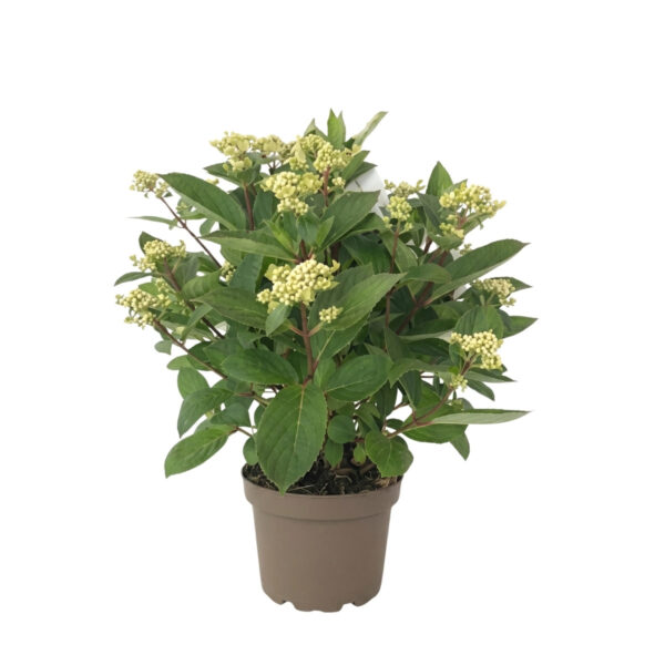 Aedhortensia 'Early Harry' P19 30cm