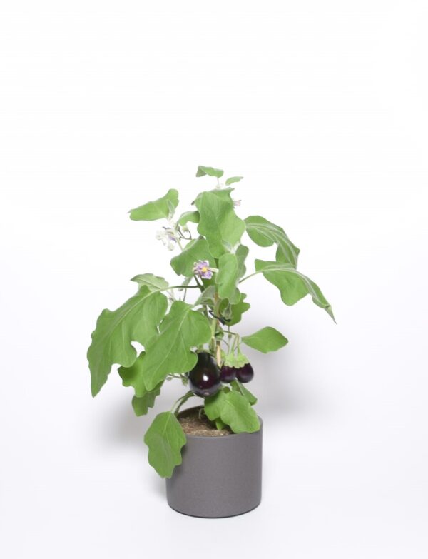 Harilik baklažaan P14 50cm