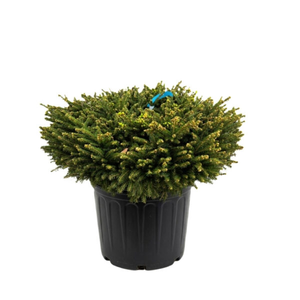 Harilik kuusk 'Nidiformis' P52 30cm XXL