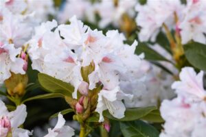 Rododendron ‘Cunningham’s White’ P23