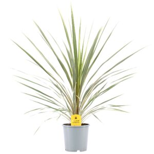 Lõuna-tõlvpuu ‘Variegata’ P17