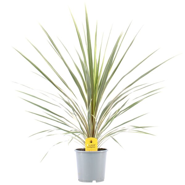 Lõuna-tõlvpuu 'Variegata' P17