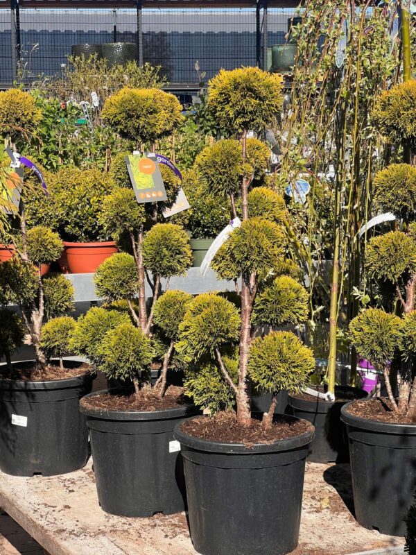 Harilik elupuu 'Golden Smaragd' P34 80-100cm bonsai