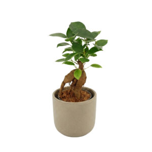 Väikeseviljaline viigipuu Ginseng P6