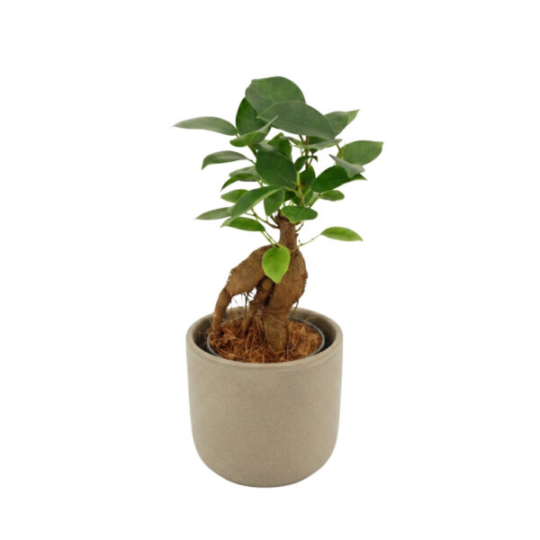 Väikeseviljaline viigipuu Ginseng P6