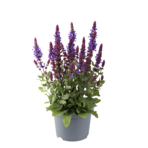Kõnnusalvei ‘Blue Marvel’ P17 40cm