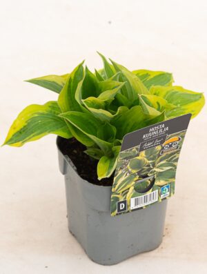 Hosta ‘Wide Brim’ P14 Eestis kasvatatud