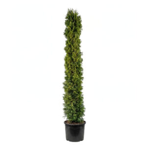 Harilik elupuu ‘Smaragd’ P49 170-200cm sammas