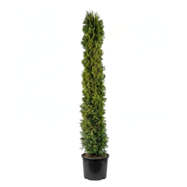 Harilik elupuu 'Smaragd' P49 170-200cm sammas