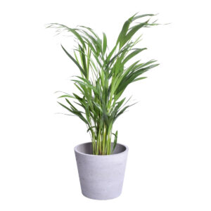 Kollakas kuldviljakpalm (pisipalm) P17 40-50cm