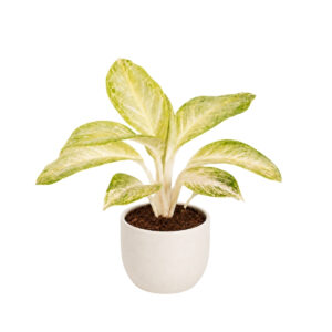 Aglaoneema ‘Arctic Lime’ P12