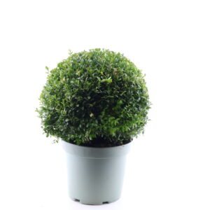 Harilik pukspuu P30 35cm kera
