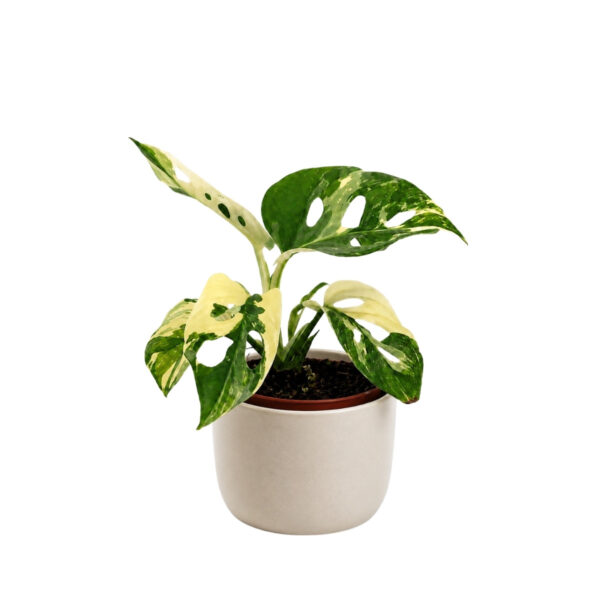 Längmonstera (Leichtlinii) 'Variegata' P6