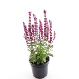 Metssalvei ‘Sensation Compact Pink’ P13